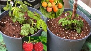 树莓最新爆料视频,揭秘神秘功能与惊艳外观  第2张